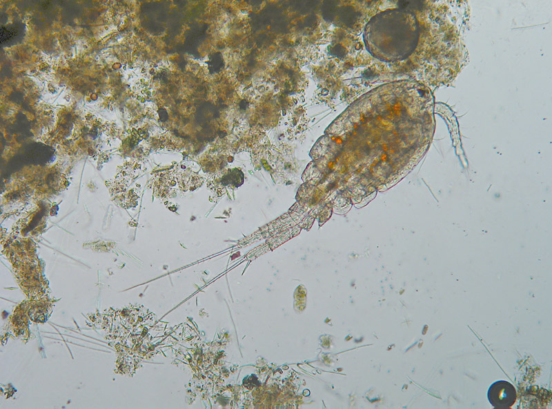 Copepodi